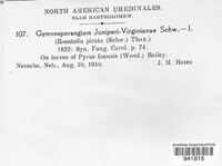 Gymnosporangium juniperi-virginianae image